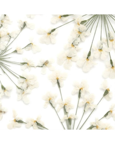 Flores secas blancas